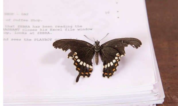 Butterfly on a notebook